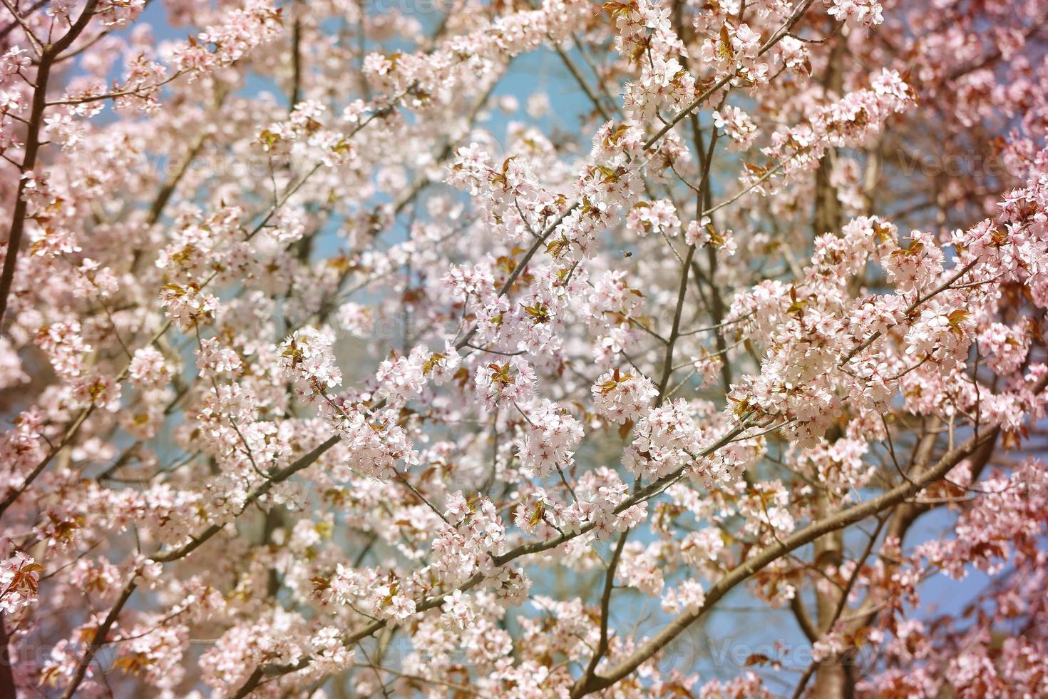 background cherry blossoms photo