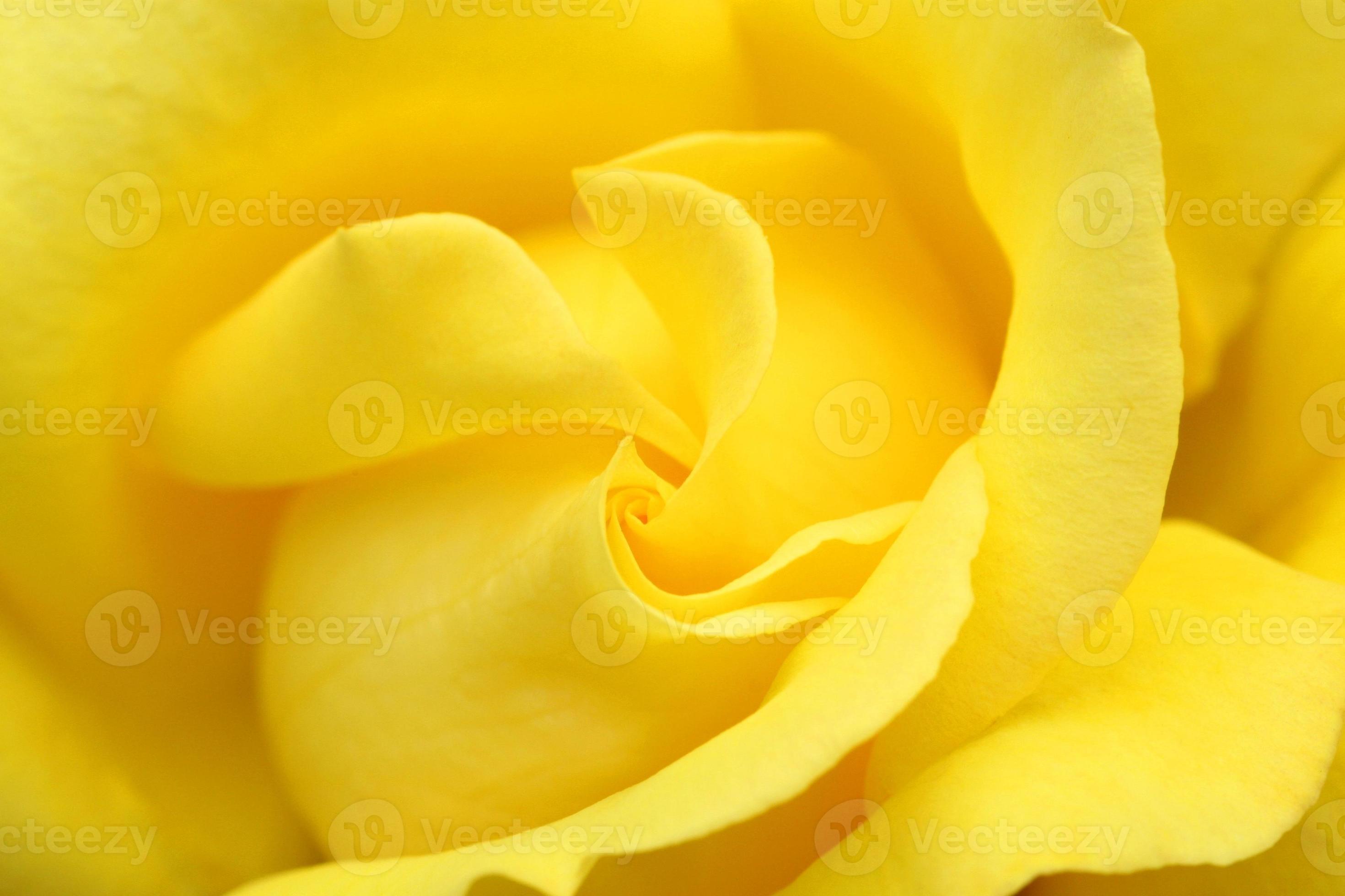 Yellow rose swirl 1252722 Stock Photo at Vecteezy