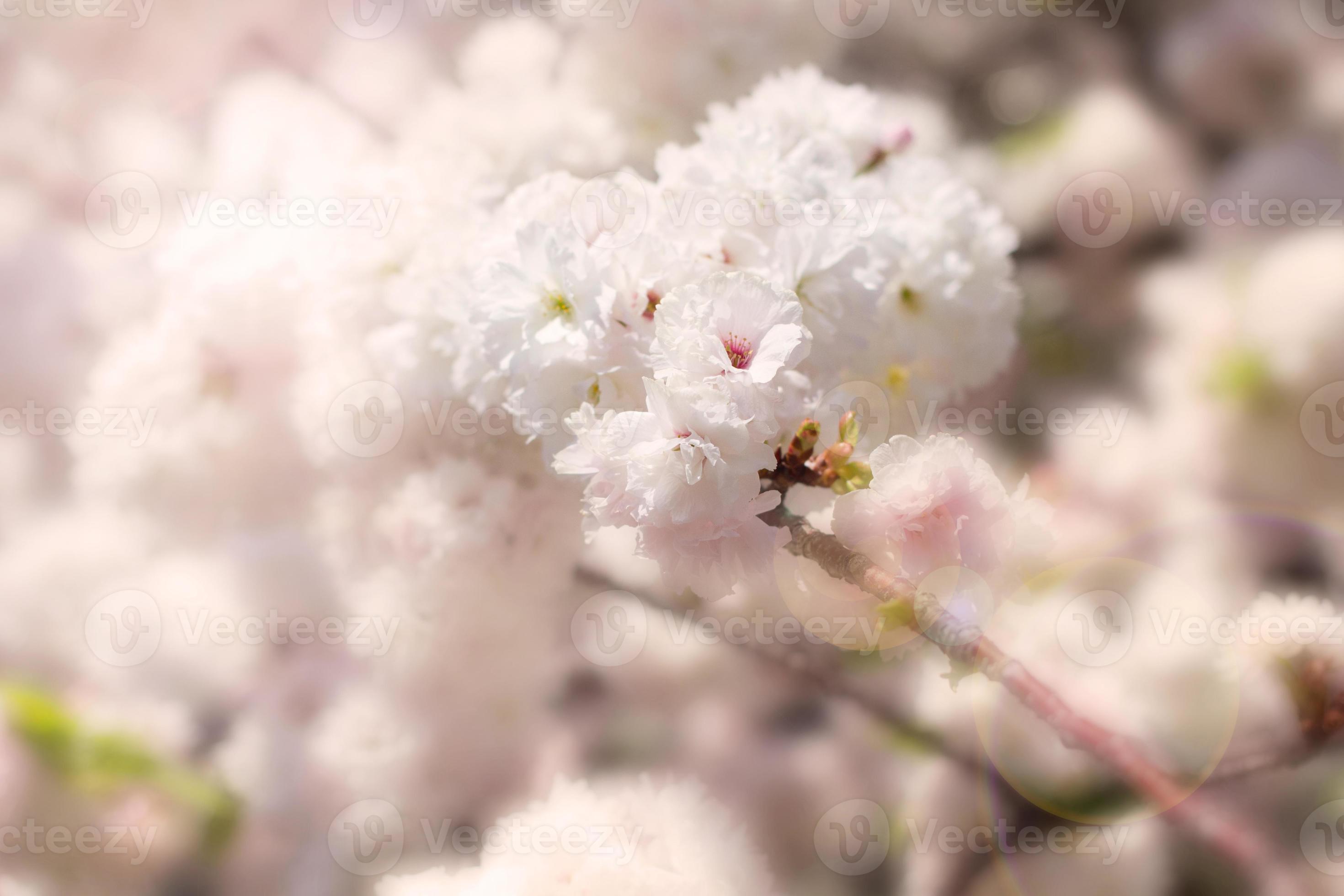 Abstract soft and blur spring white sakura photo