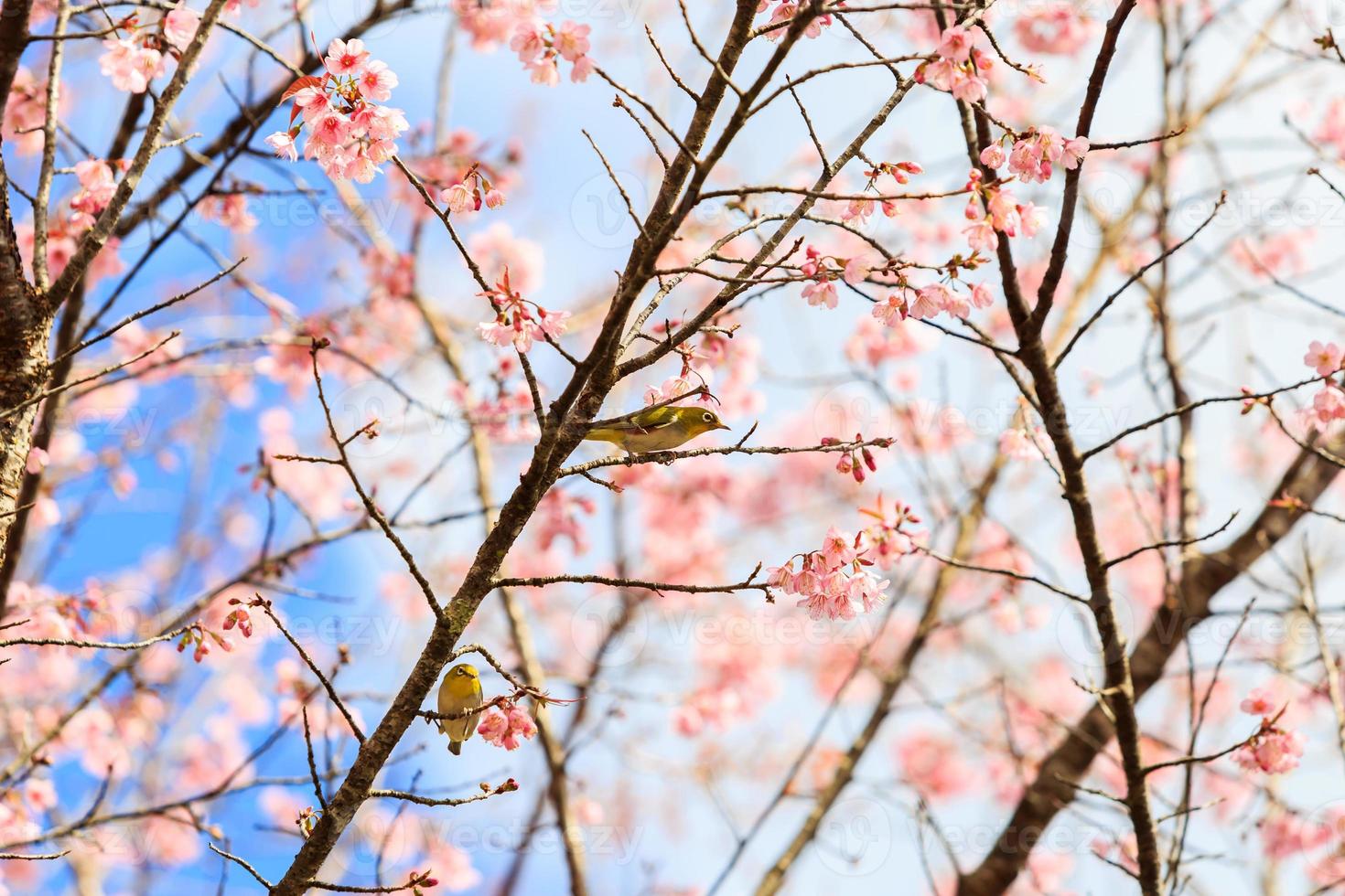 pájaro en flor de cerezo y sakura foto