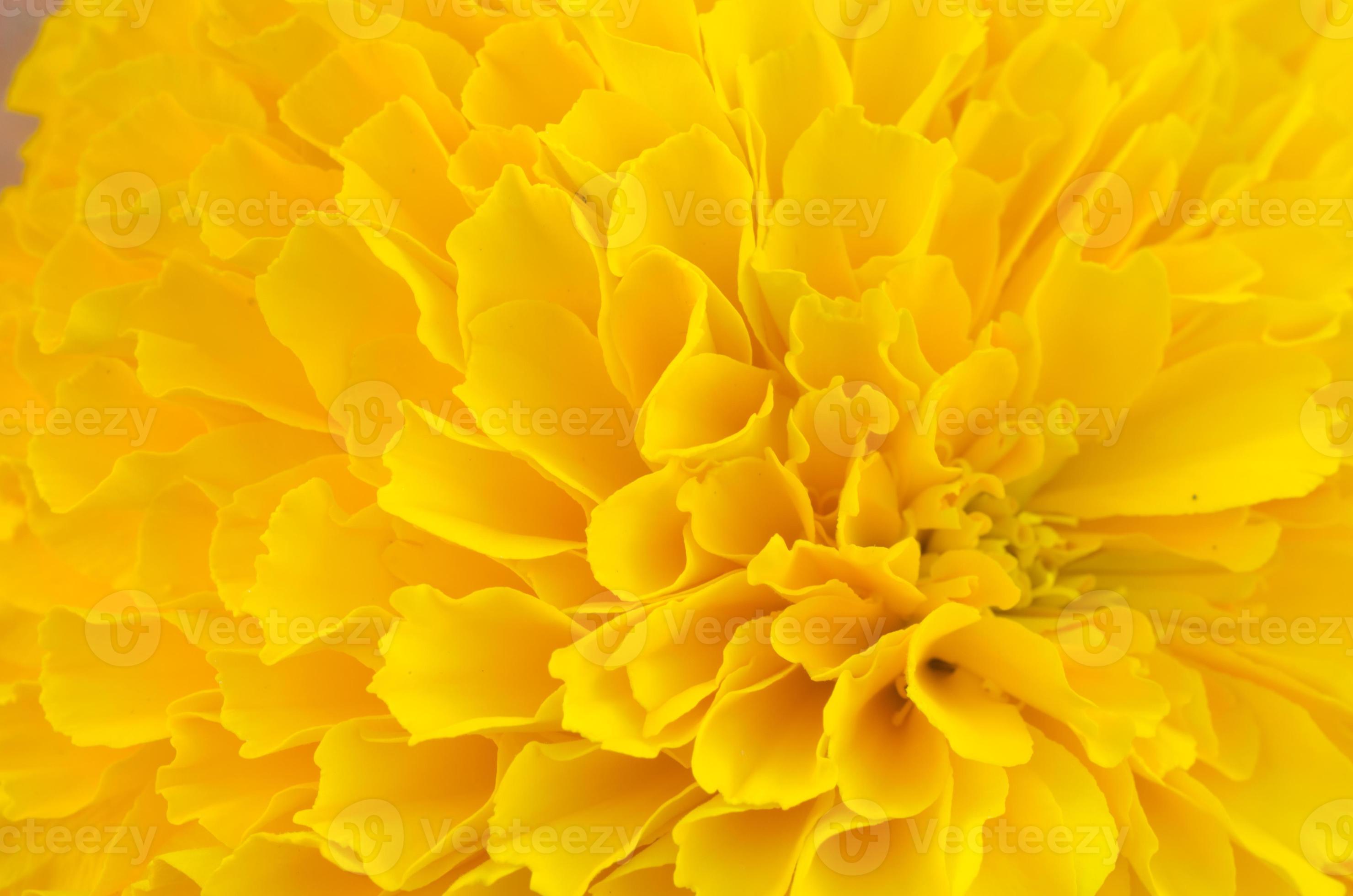 macro of yellow marigold flower background 1252832 Stock Photo at Vecteezy