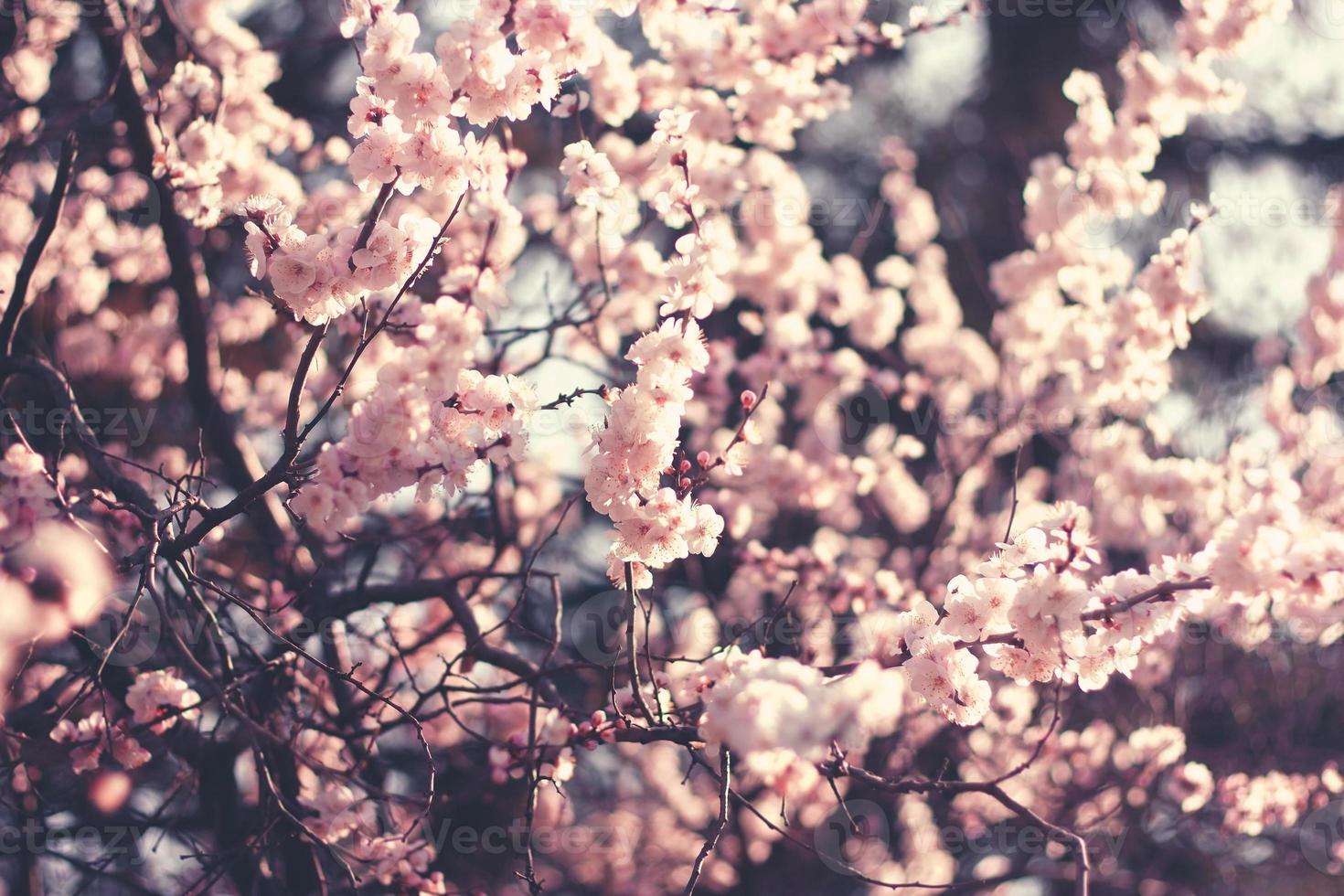 flores de cerezo de primavera, flores rosadas. foto