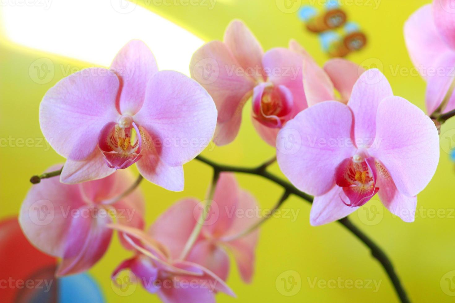 pink orchid blossoming photo