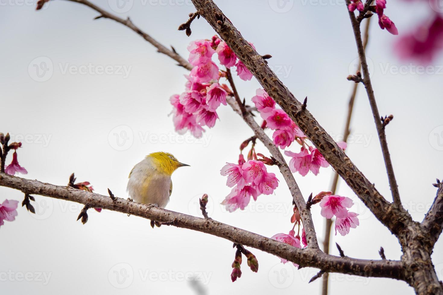 pájaro de ojos blancos en flor de cerezo y sakura foto