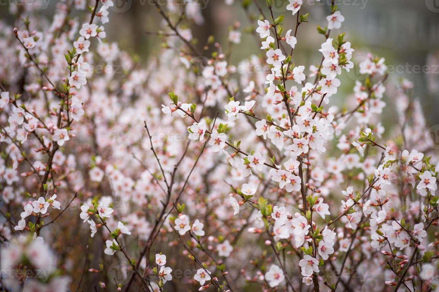 Flores de cerezo. foto