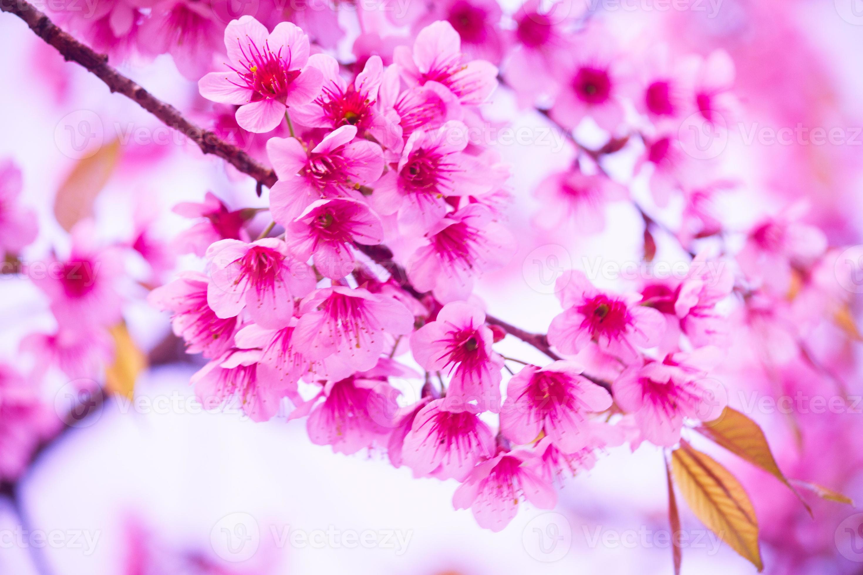 Sakura flowers blooming. Beautiful pink cherry blossom 1253277 Stock ...