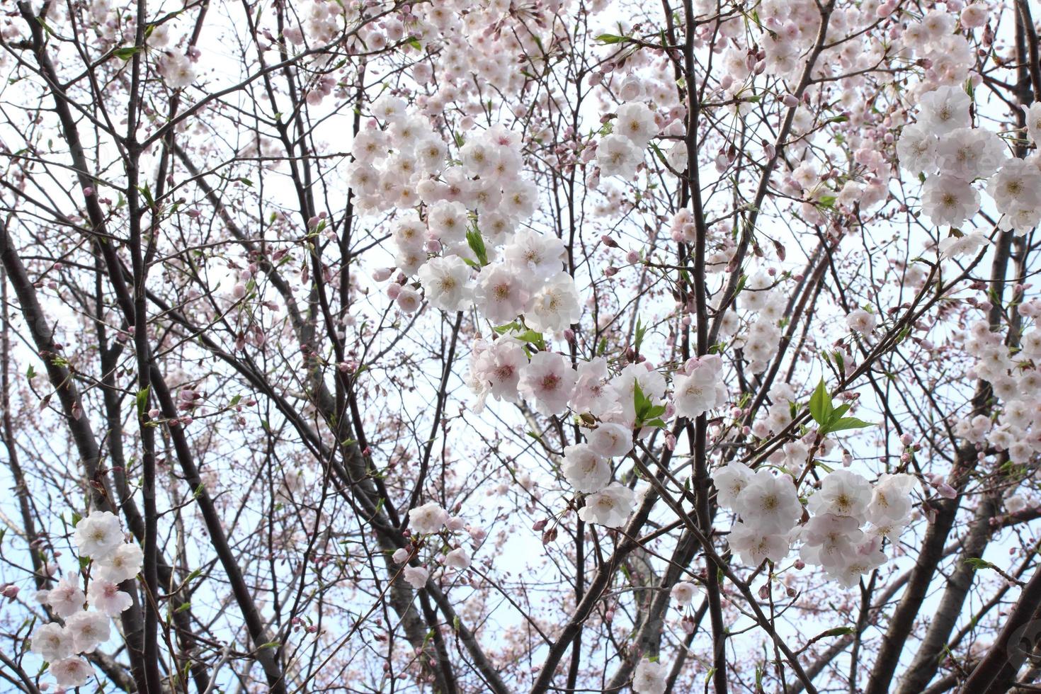 flor de cerezo - sakura foto