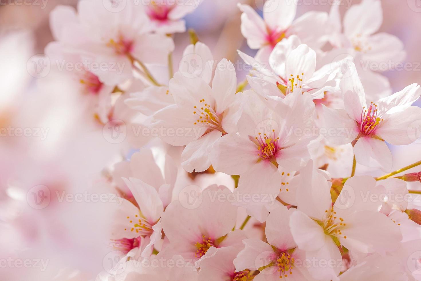flores de cerezo rosa foto