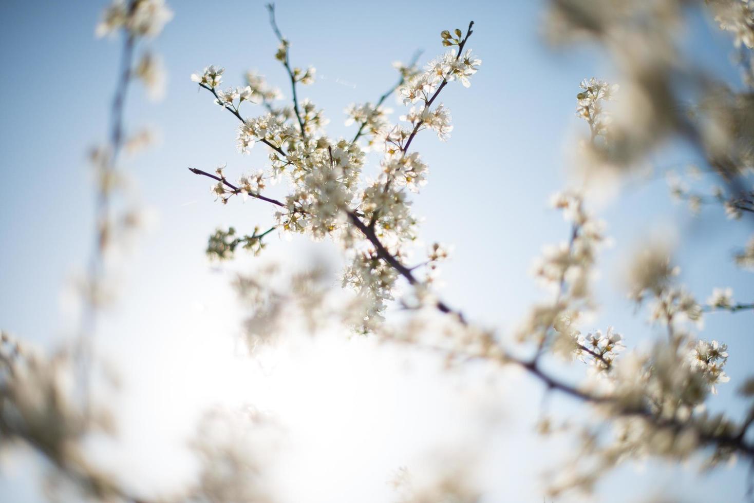 árbol de pétalos blancos foto