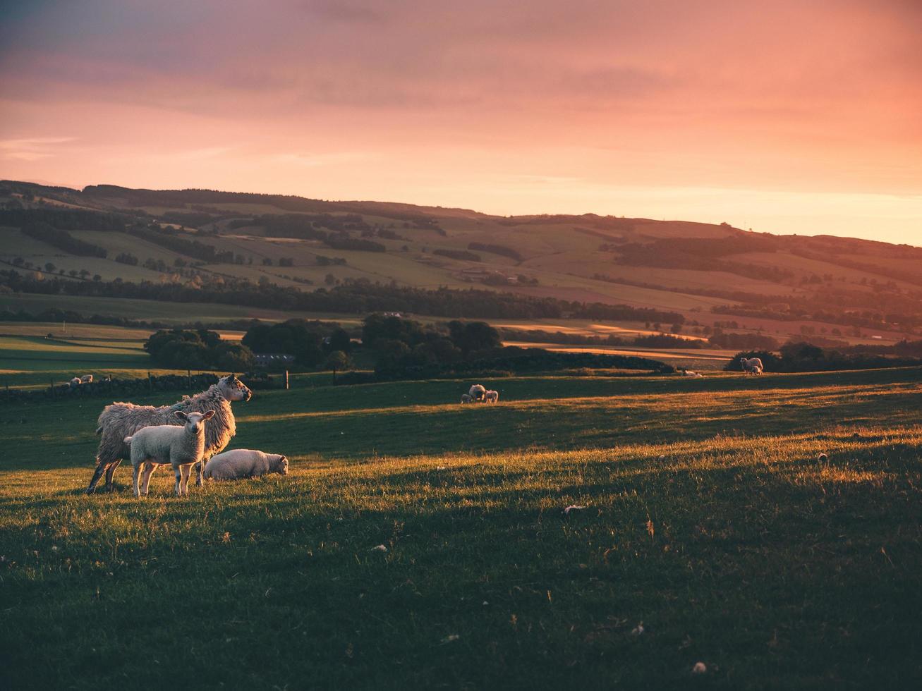 Sheep and the sunrise photo