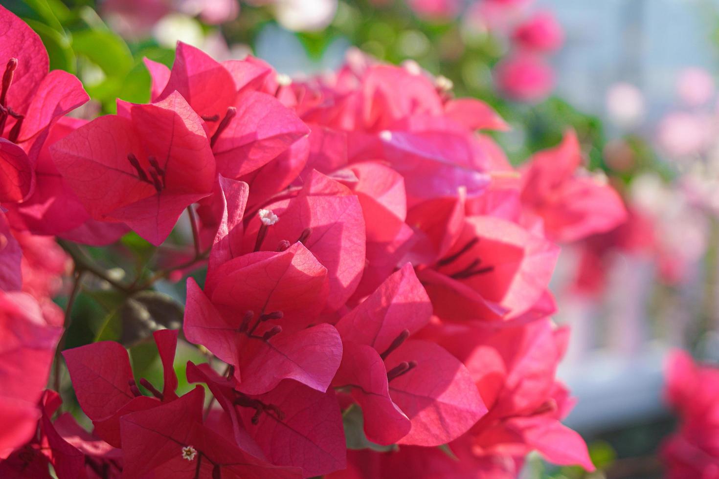 Pink magenta bougainvillea flowers photo