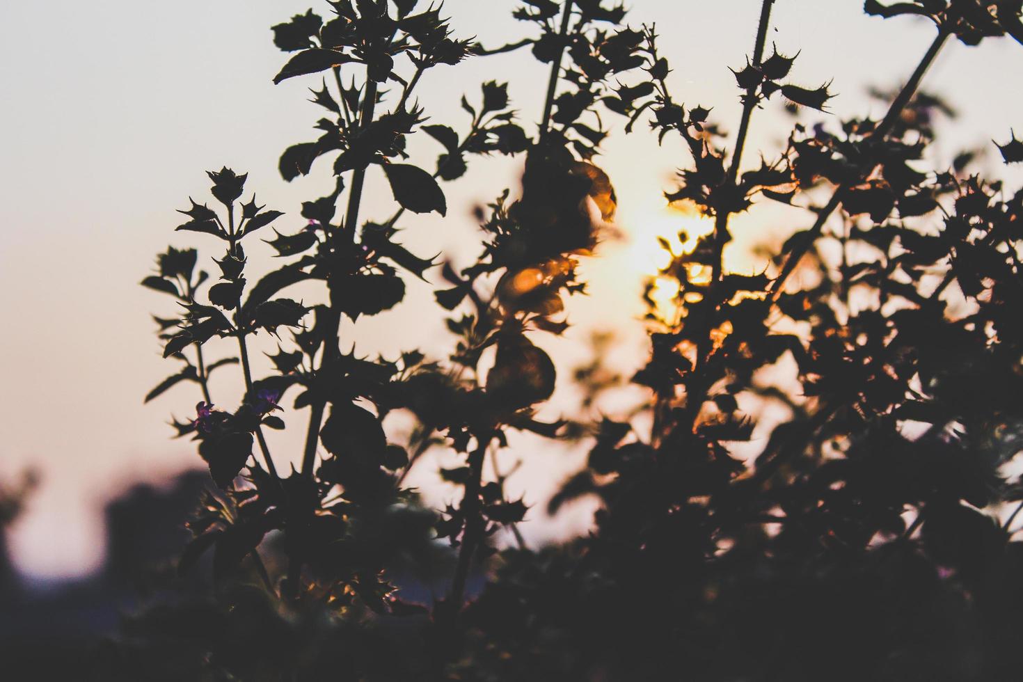Silhouettes of plants at sunset photo