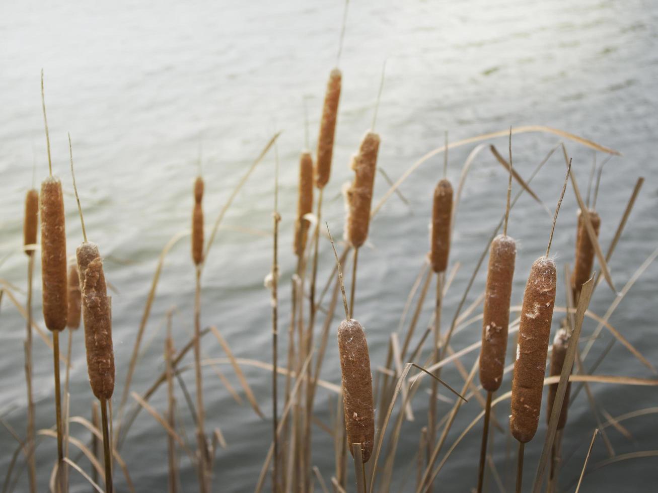 Cattails near body of water photo