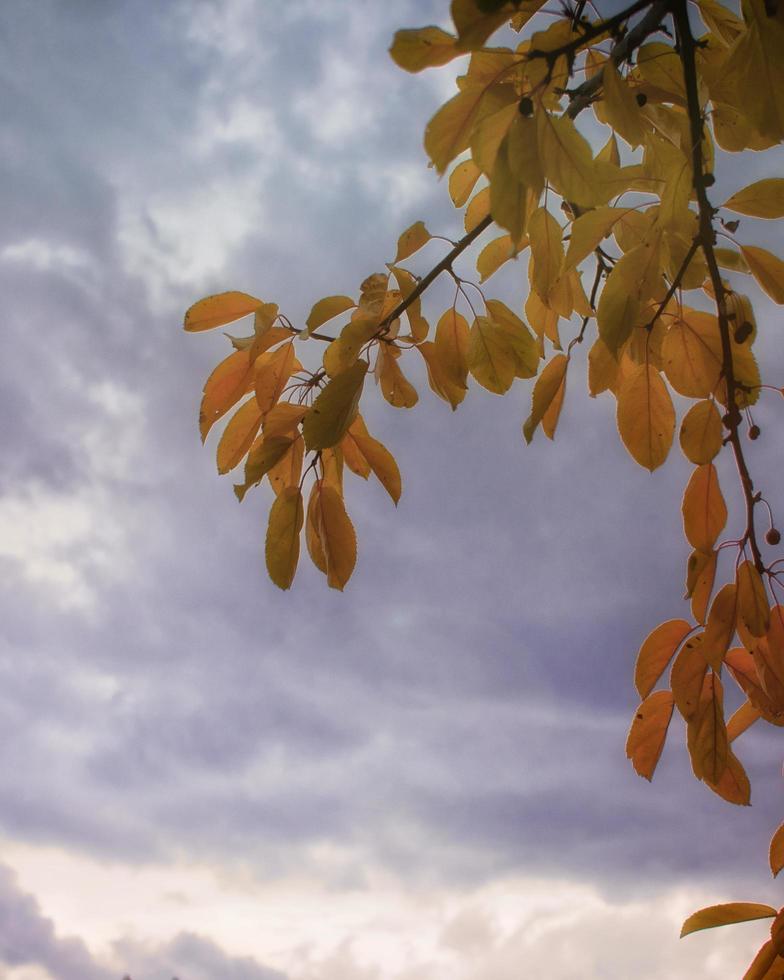Autumn tree and cloudy sky photo