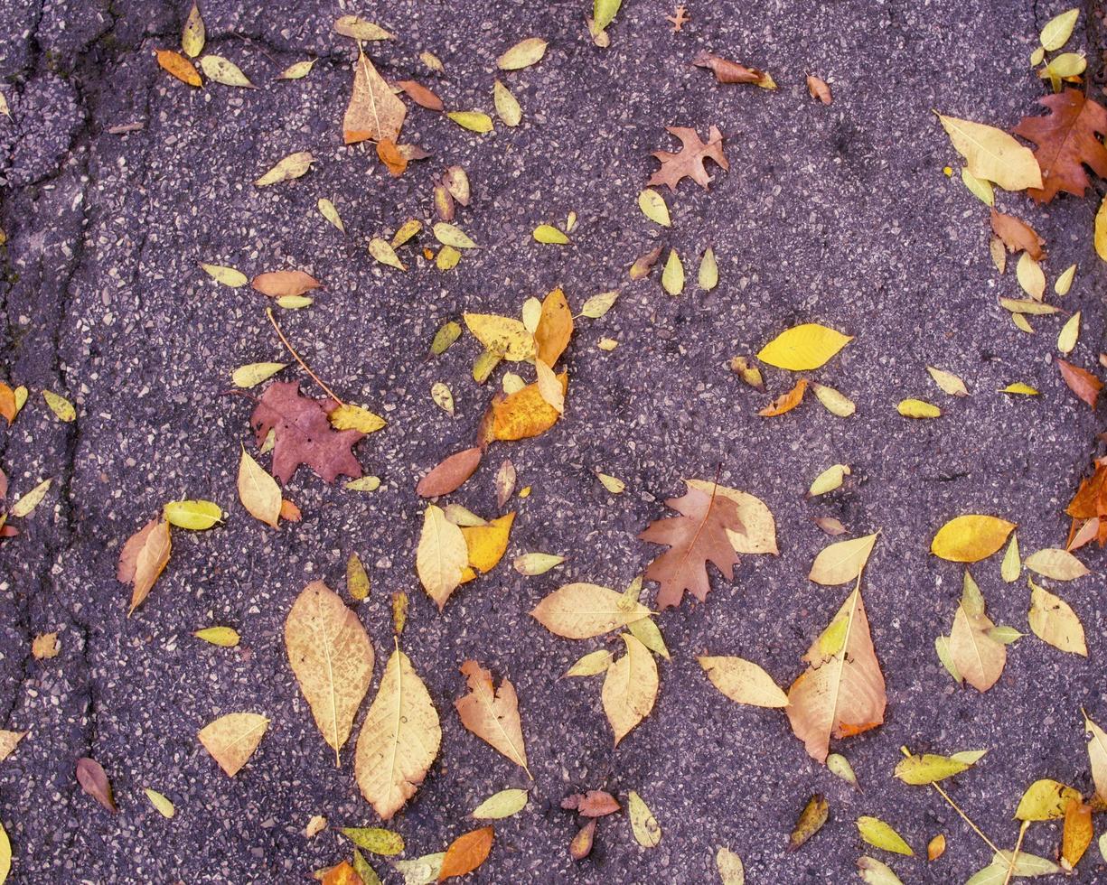 Fall leaves on pavement photo