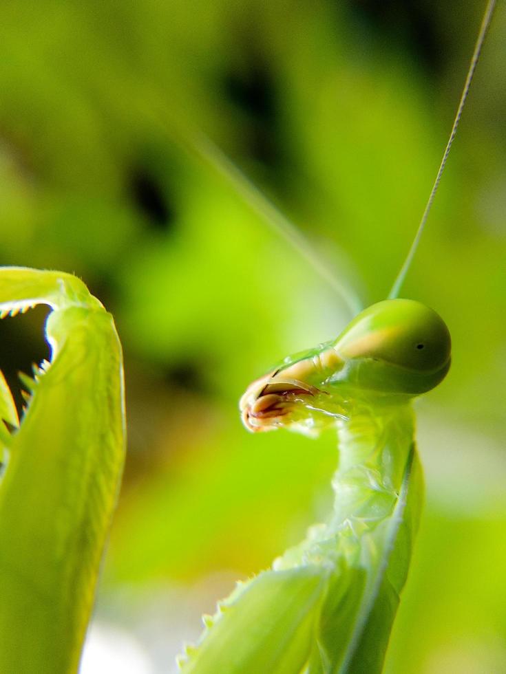 primer plano, de, un, mantis religiosa foto