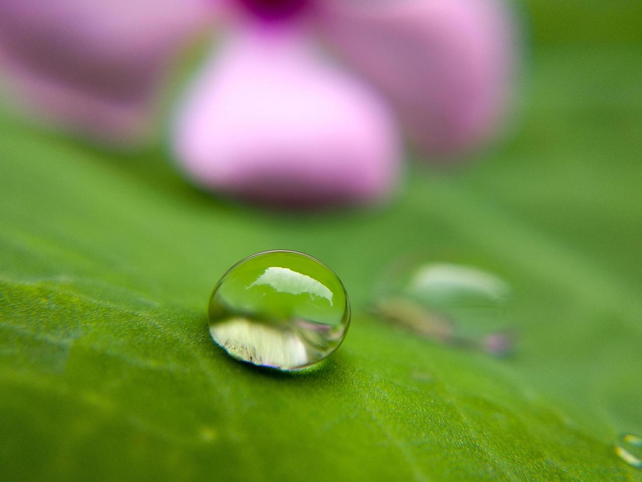 Water drop on leaf photo