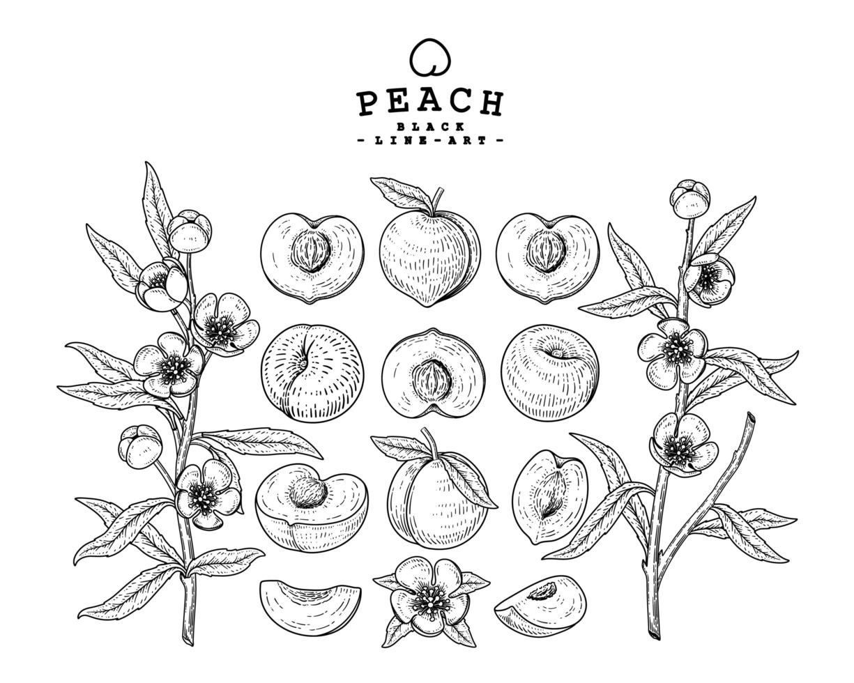 Peach decorative set vector