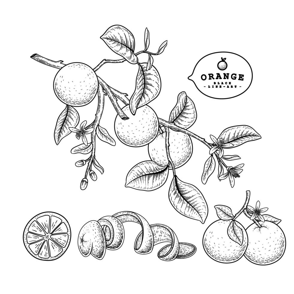 Citrus fruit line art set vector