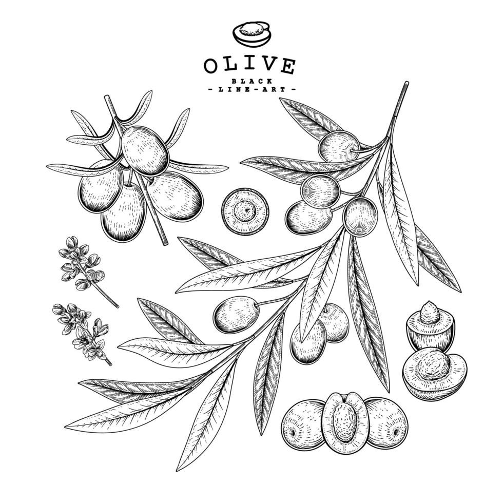 Olive branches set vector