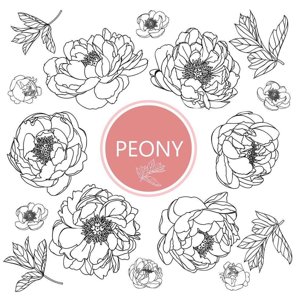 conjunto de flores de peonía vector