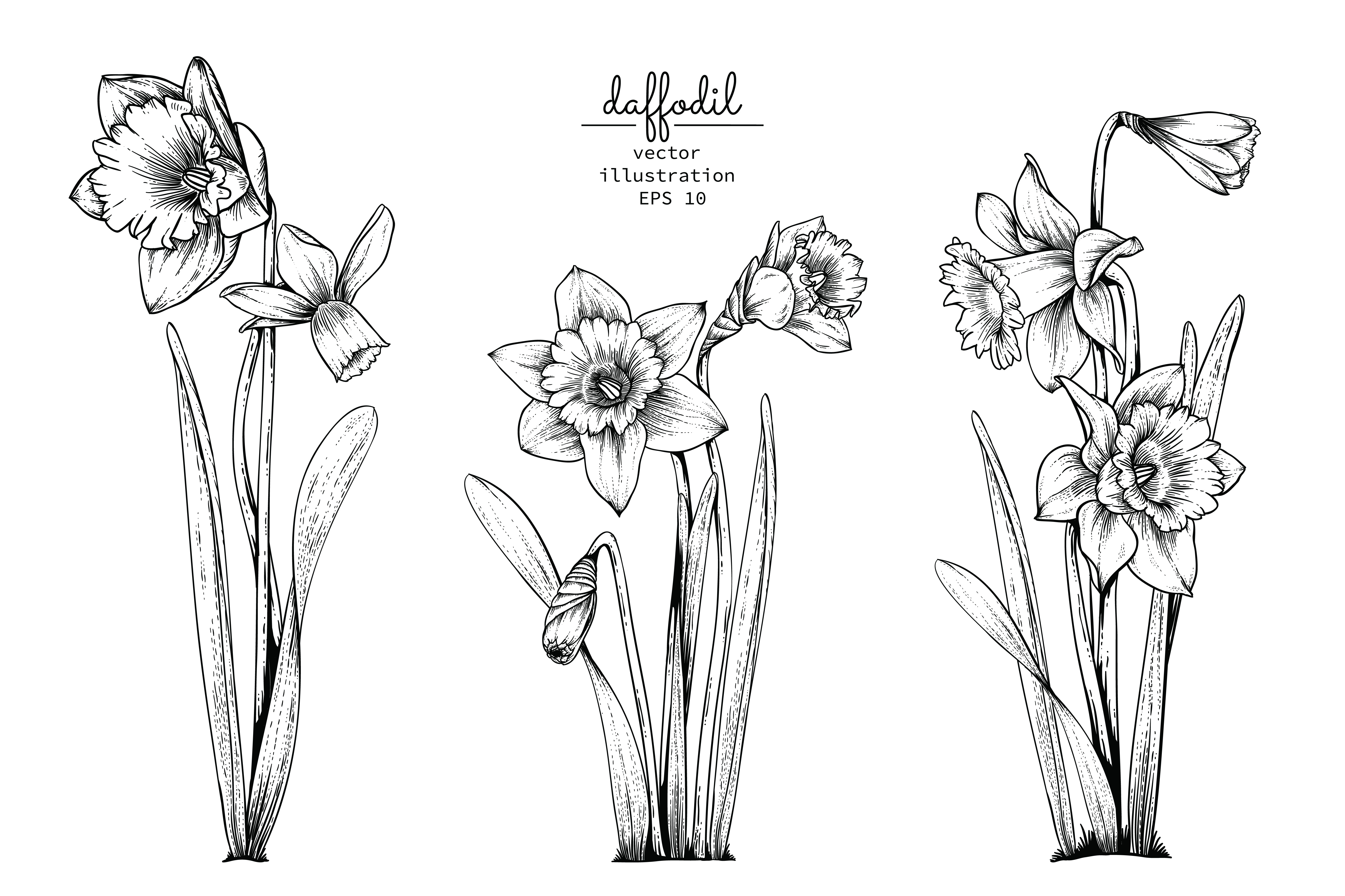 Daffodil or Narcissus flower drawings. 