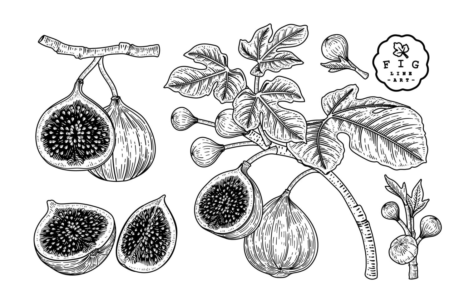 Sketch of fruit Fig outline Stock Vector  Adobe Stock