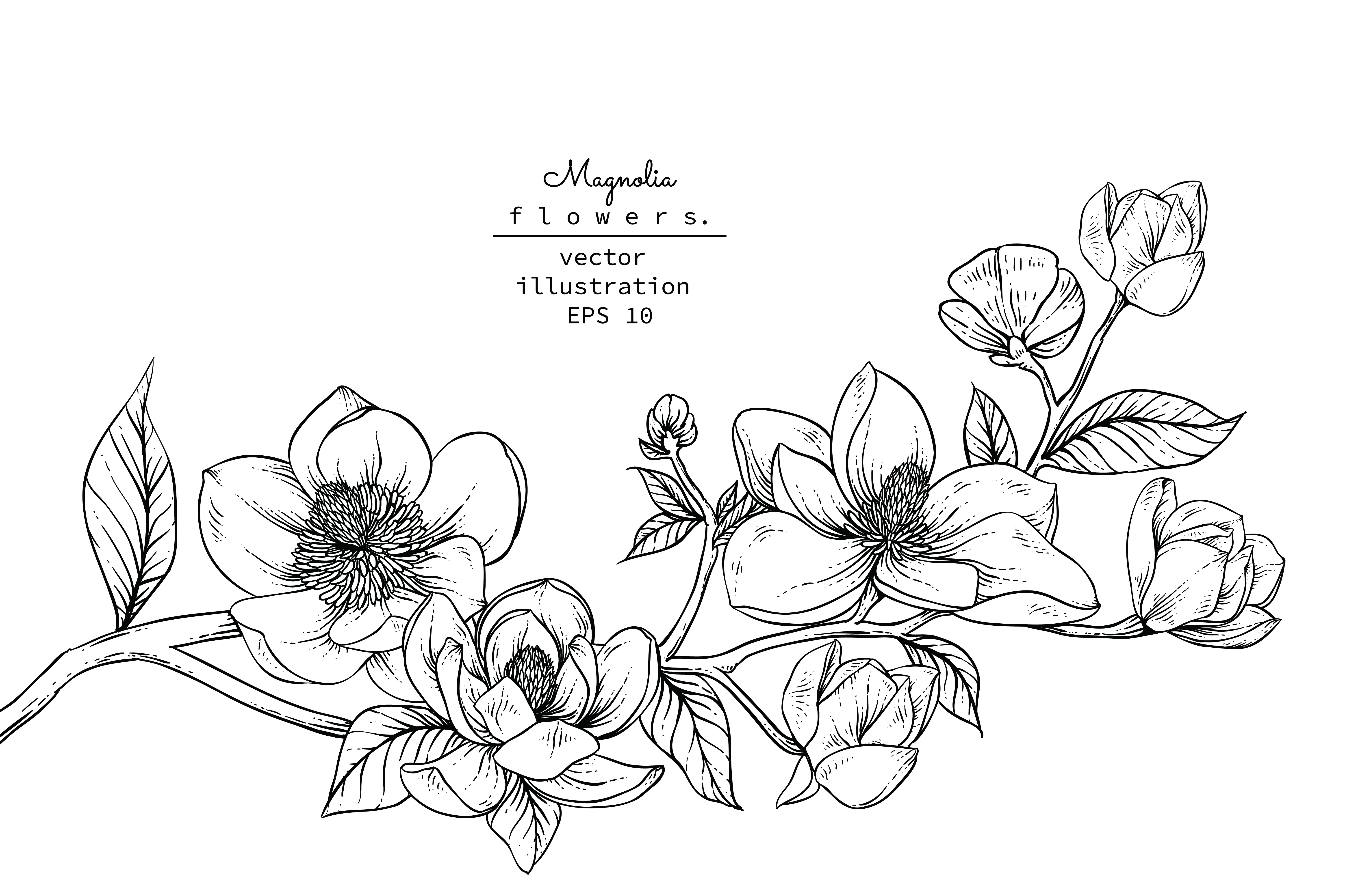 Free Free Magnolia Flower Svg Free 545 SVG PNG EPS DXF File