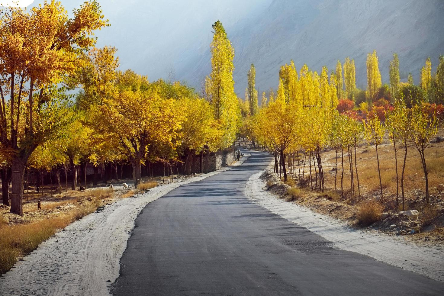 Colorful trees in autumn along the empty road photo