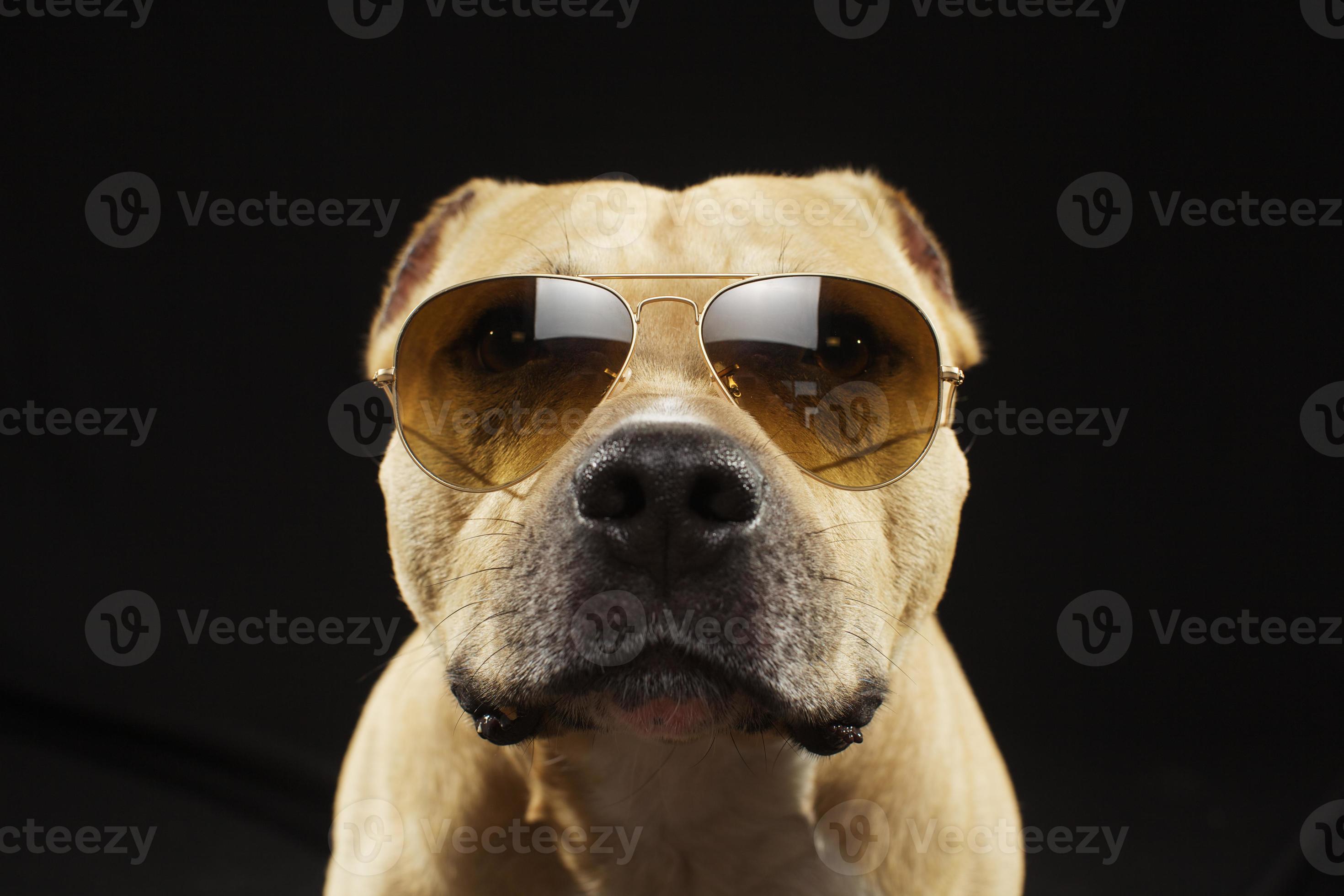Funny staff dog in sungasses 1257949 Stock Photo at Vecteezy Funny staff dog in sungasses 1257949 Stock Photo at Vecteezy