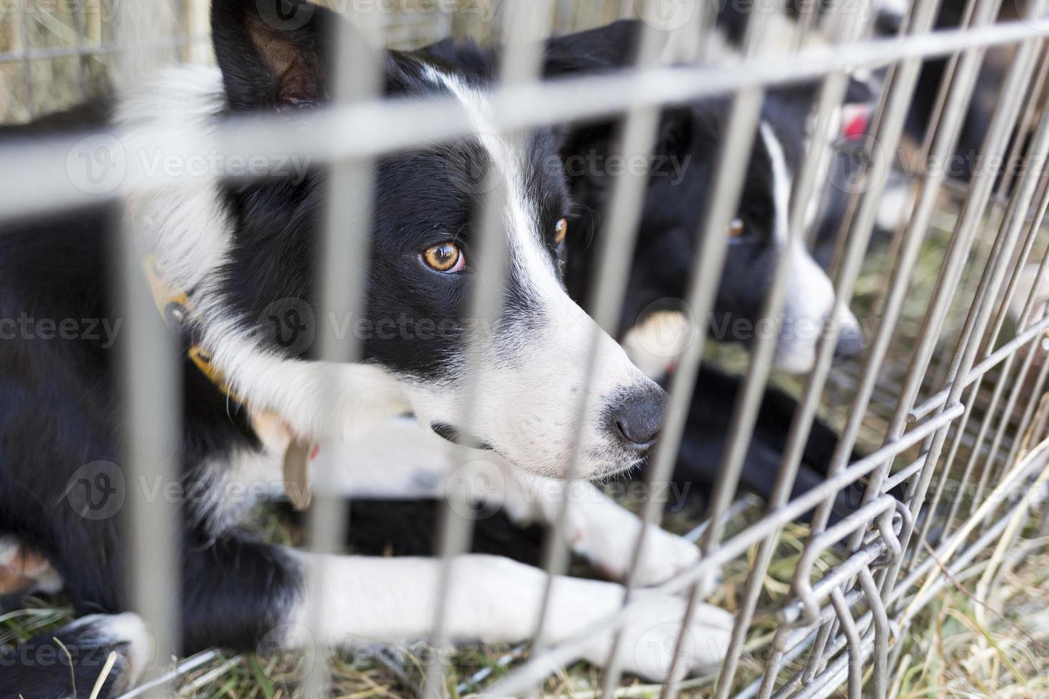perros sin hogar en jaulas foto