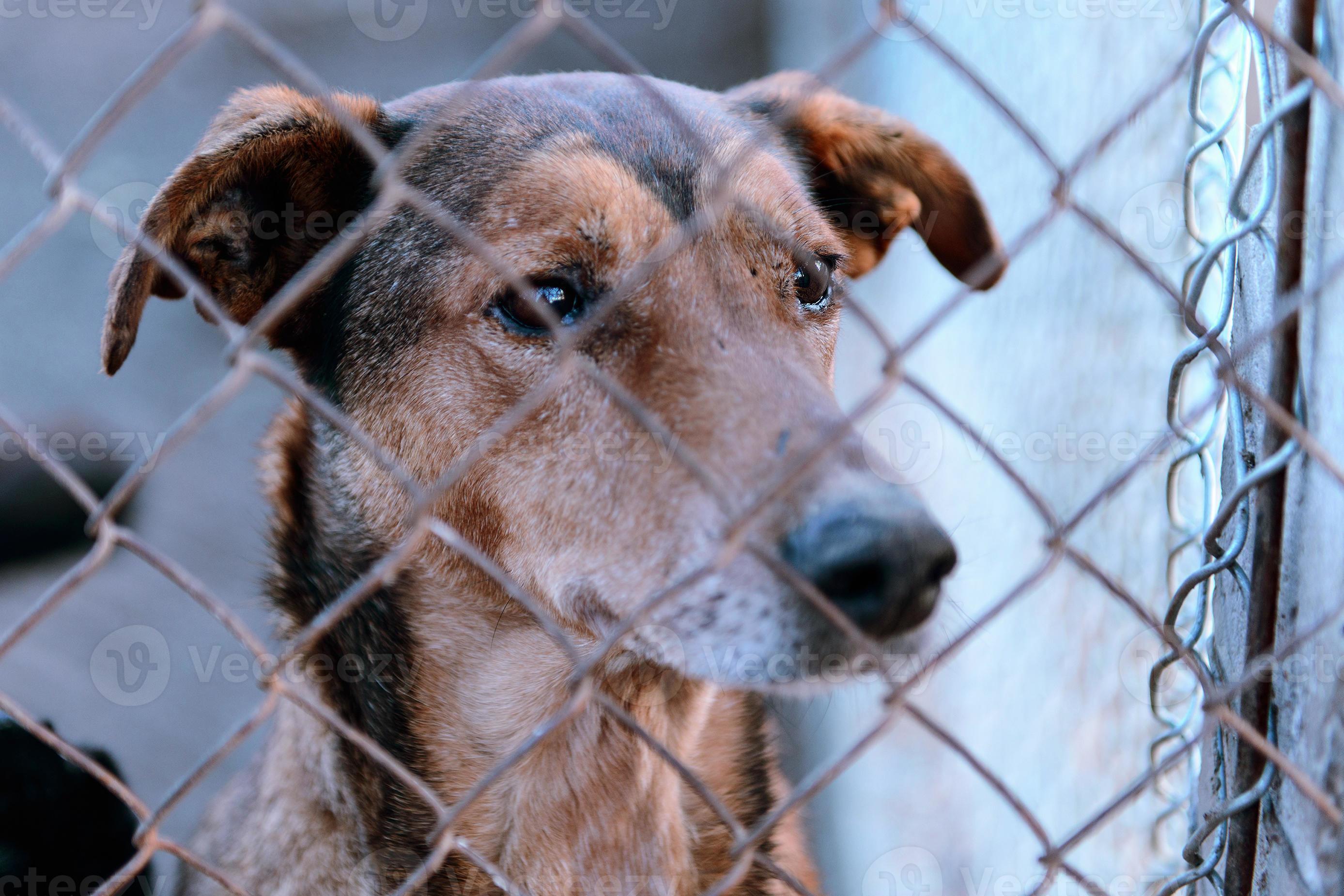 dog in shelter 1258937 Stock Photo at Vecteezy