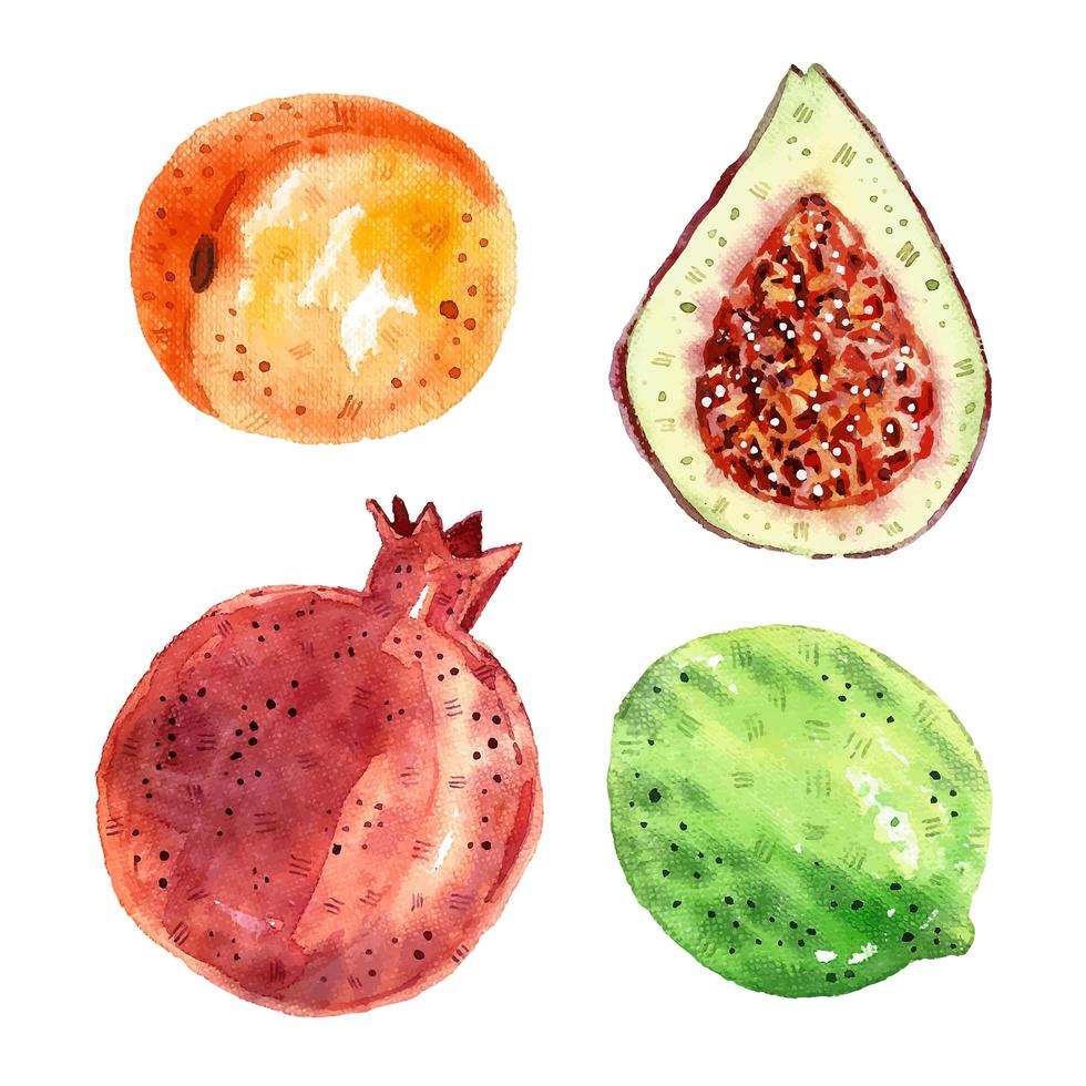 Pomegranate, figs, lime, apricot. vector