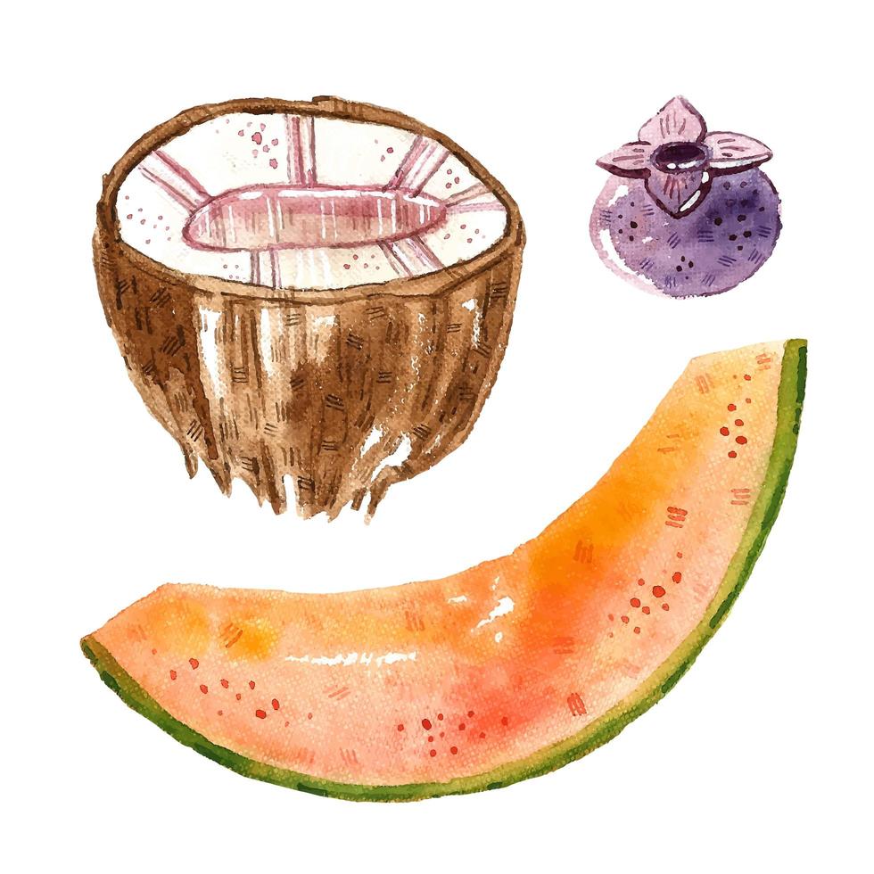 Coconut, melon, blueberry. vector