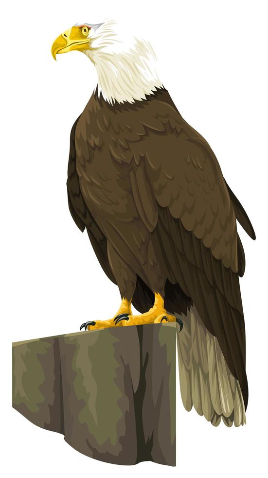 Bald Eagle Perched on Rock vector