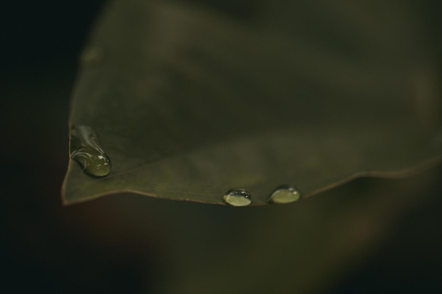 gotas de agua en la hoja verde foto
