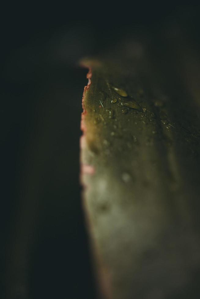 Macro view of green leaf photo