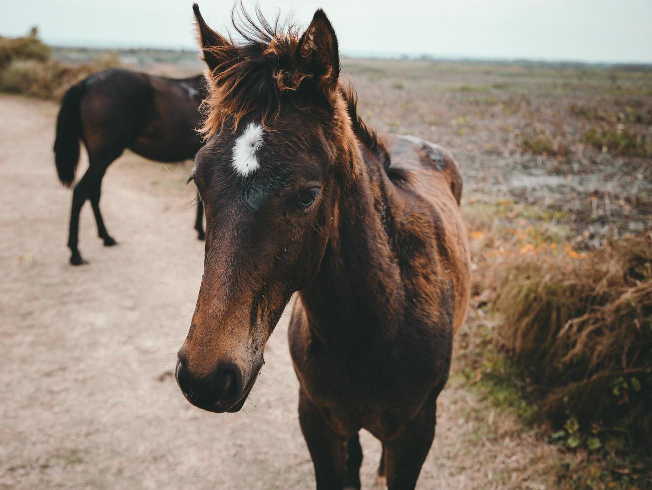 Brown horse on green grass  photo