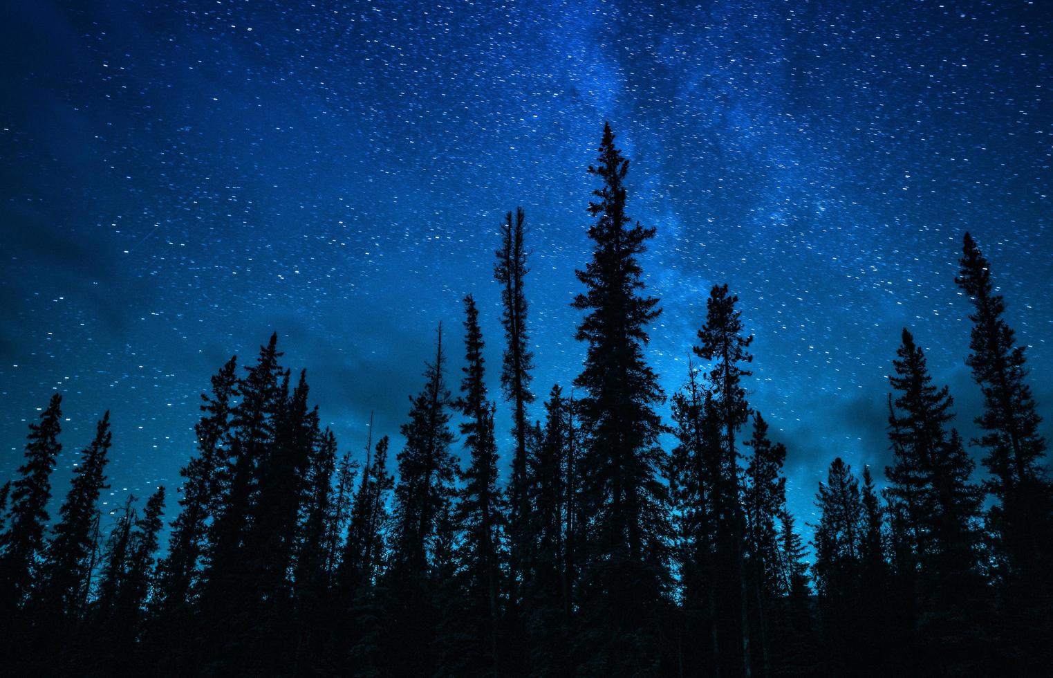 silueta de pinos bajo la vía láctea foto