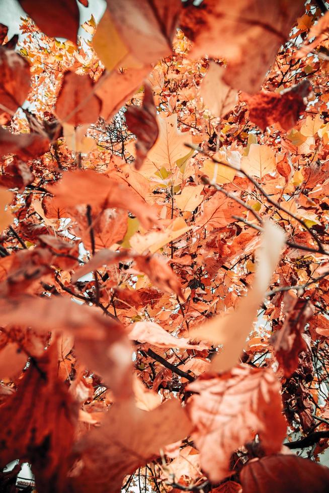 Close up photo of orange leaves 