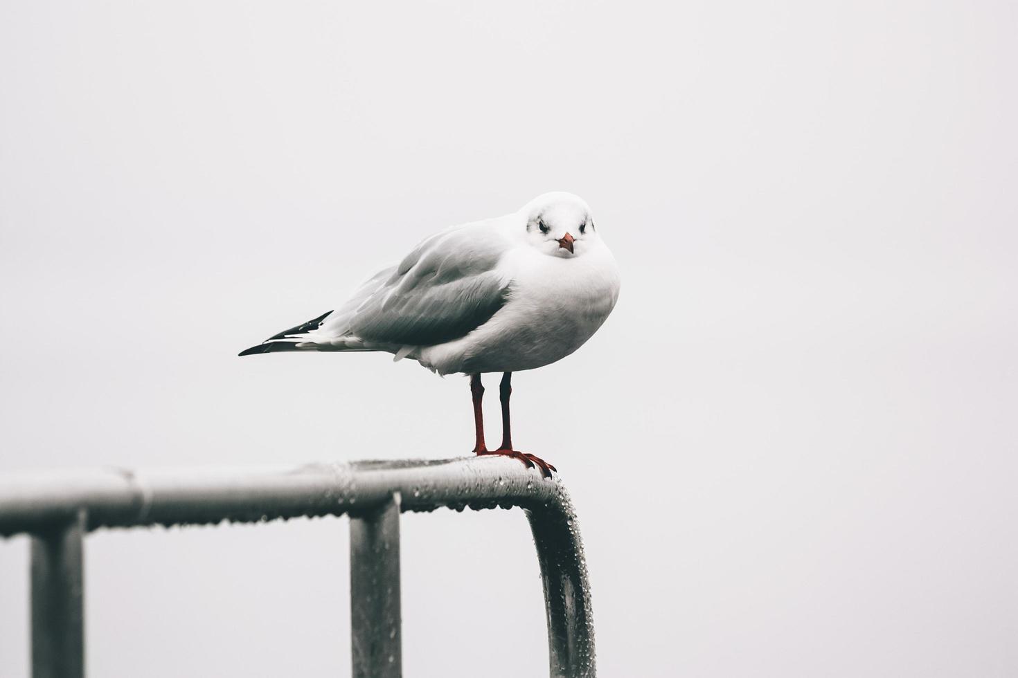 White seagull on metal railing photo