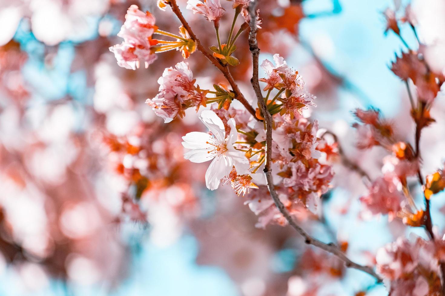 White cherry blossoms photo