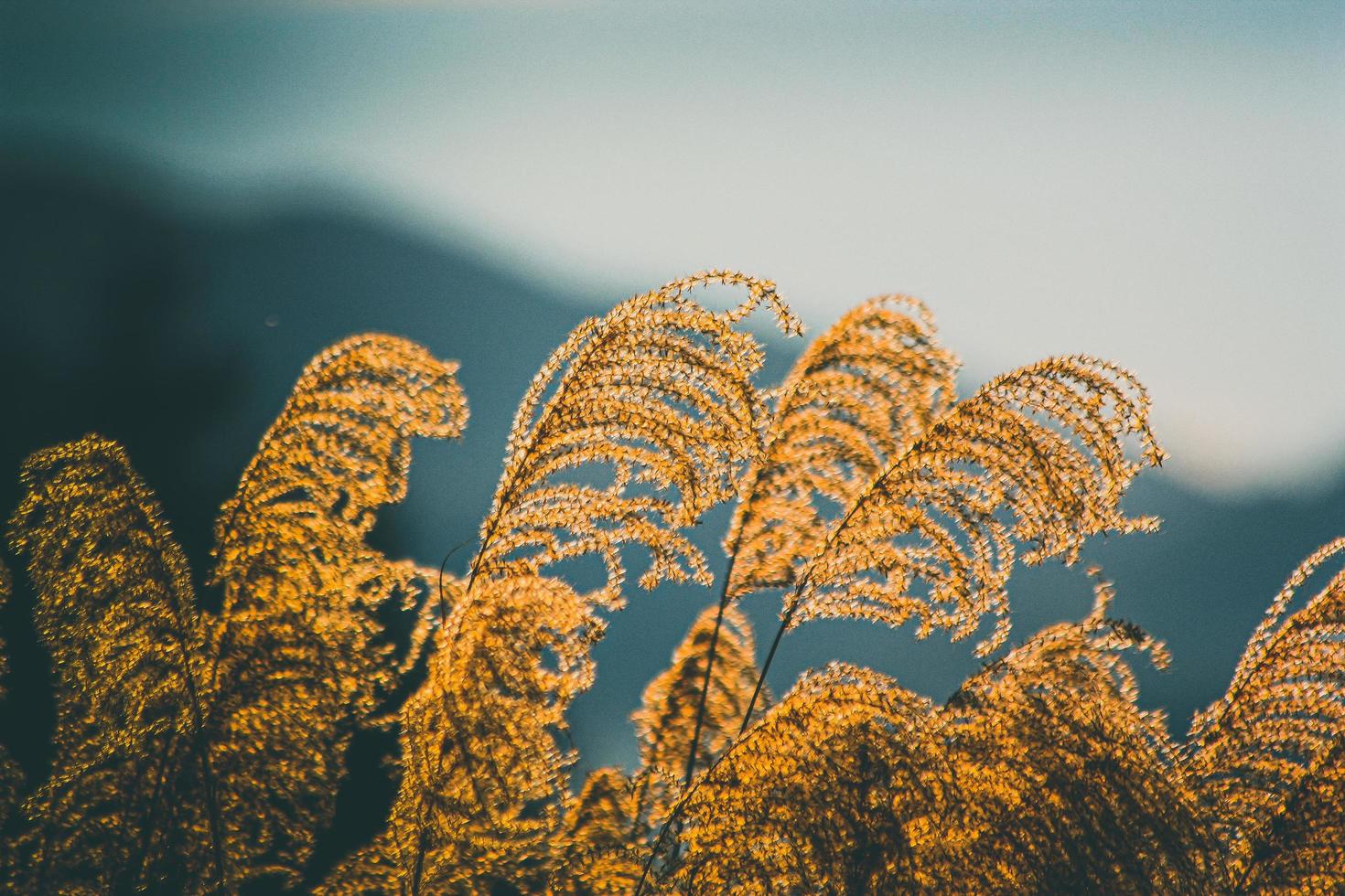 Brown wheat grass photo