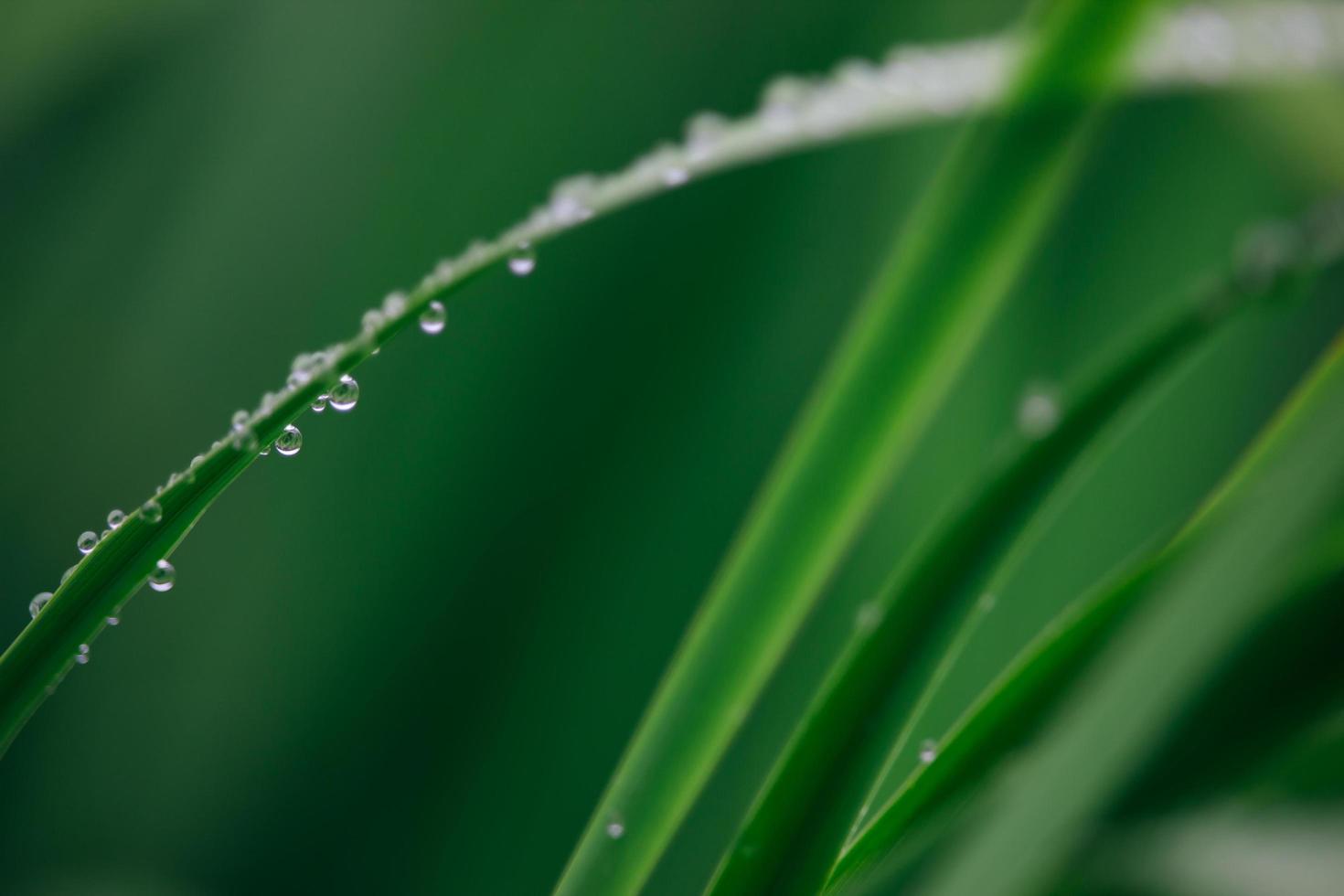 Wet green leaf photo