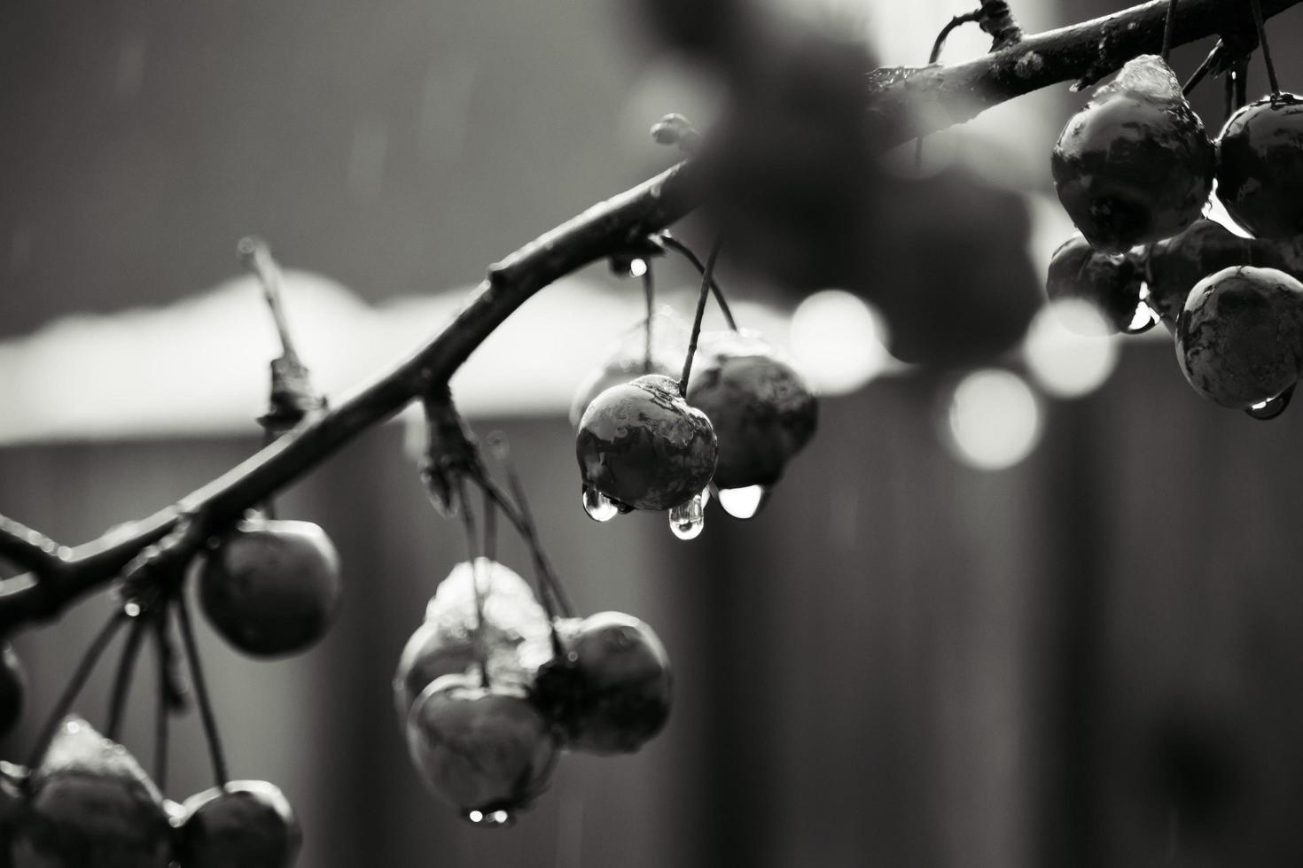 Grayscale photo of wild berries