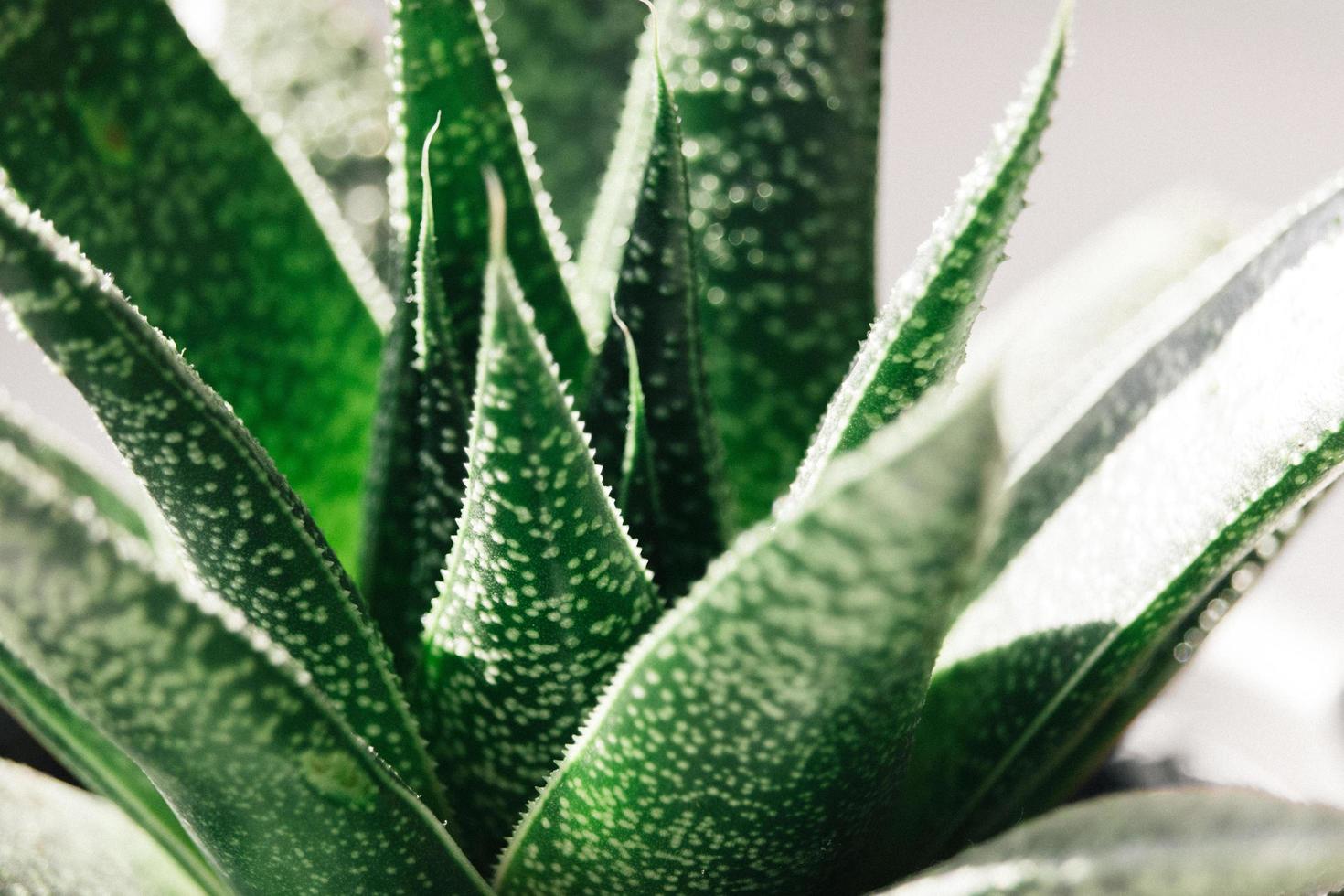 Close up photo of green plant