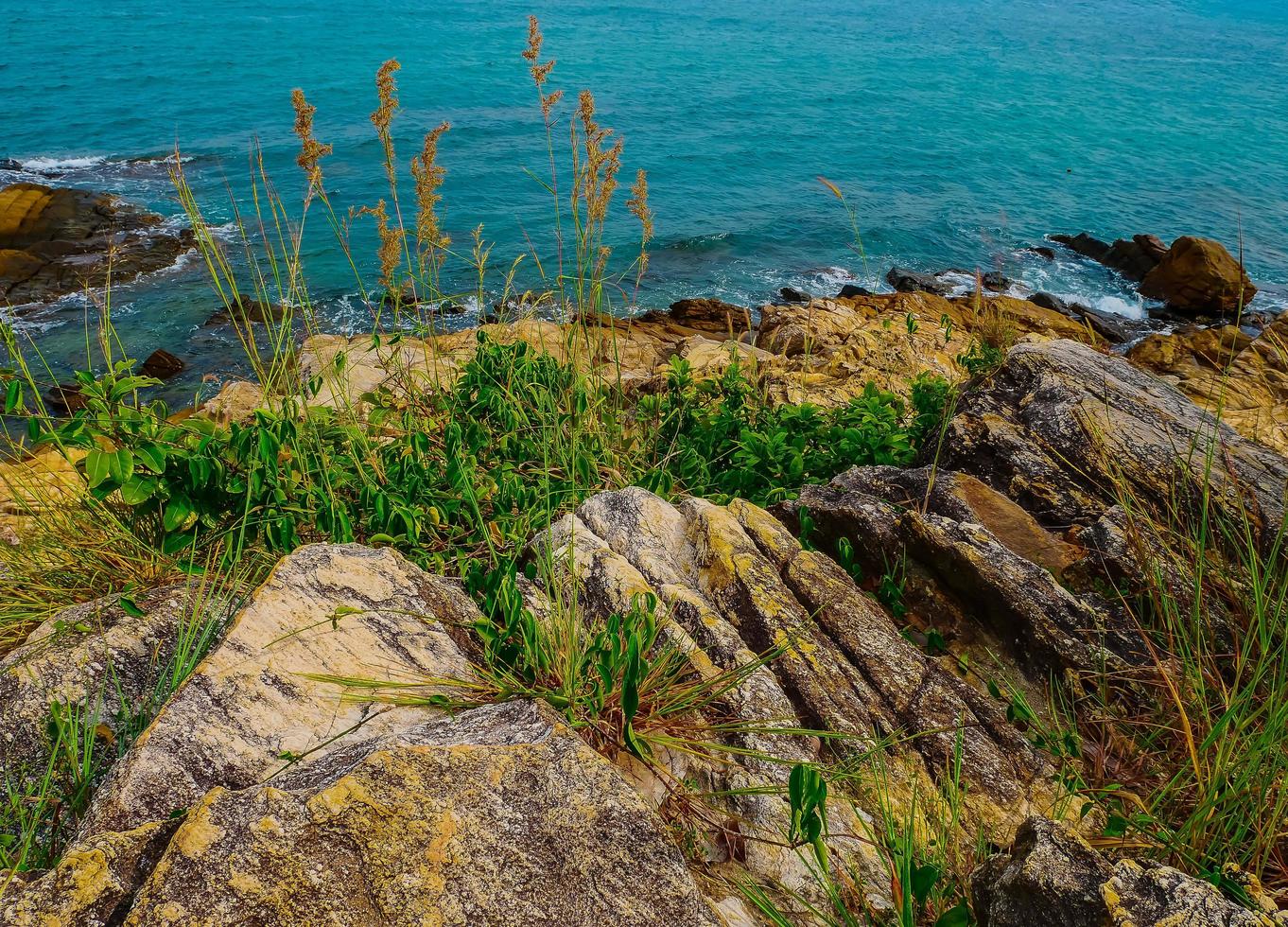 Grass on rocks beside the ocean photo