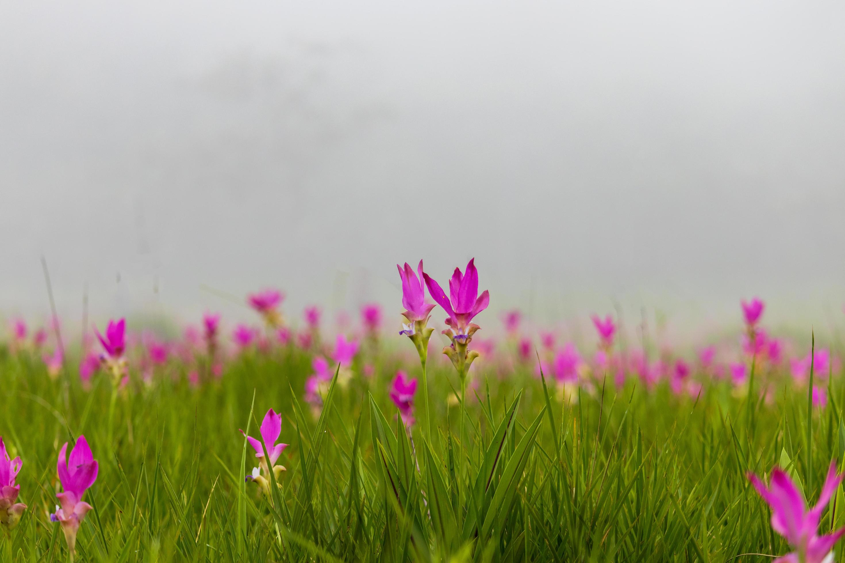 Tulipanes rosa siam floreciendo en un campo foto
