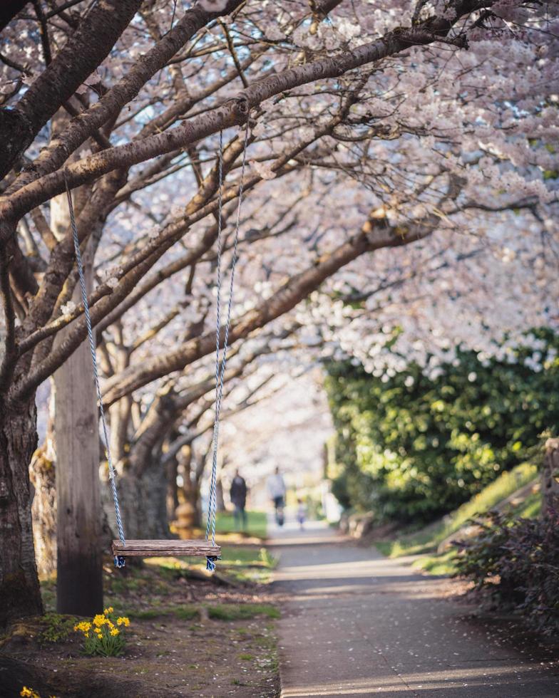 Cherry blossom trees photo