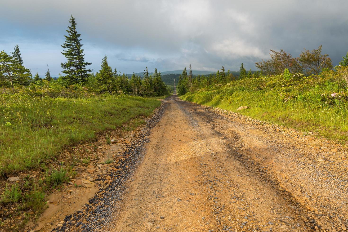 Dirt and gravel road through a forest photo